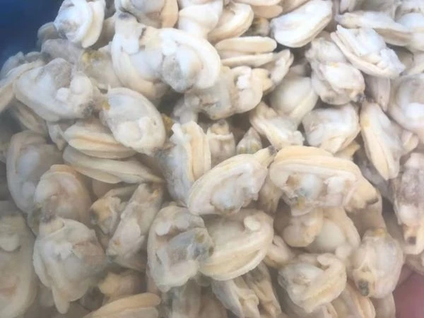Daging Kerang Beku