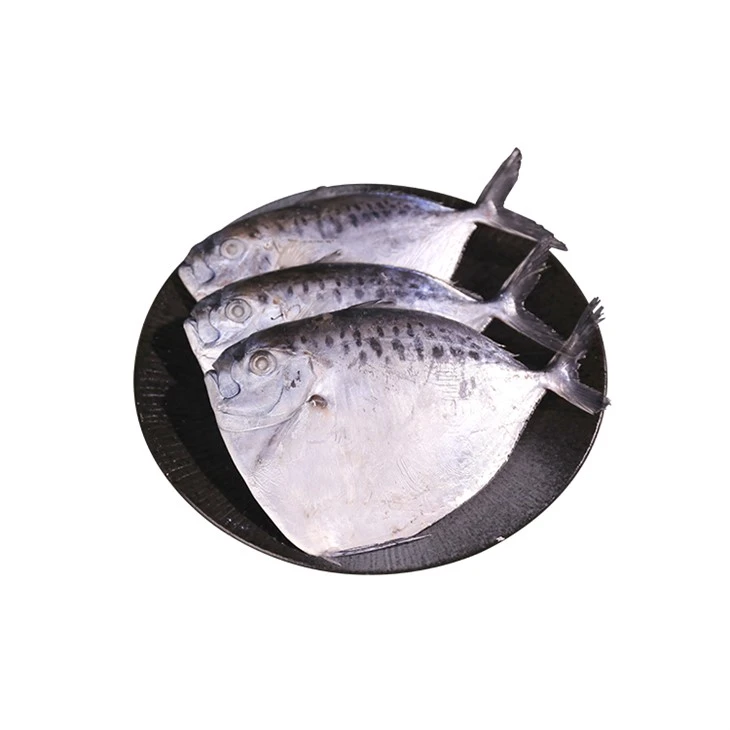 Ikan Bulan Beku
