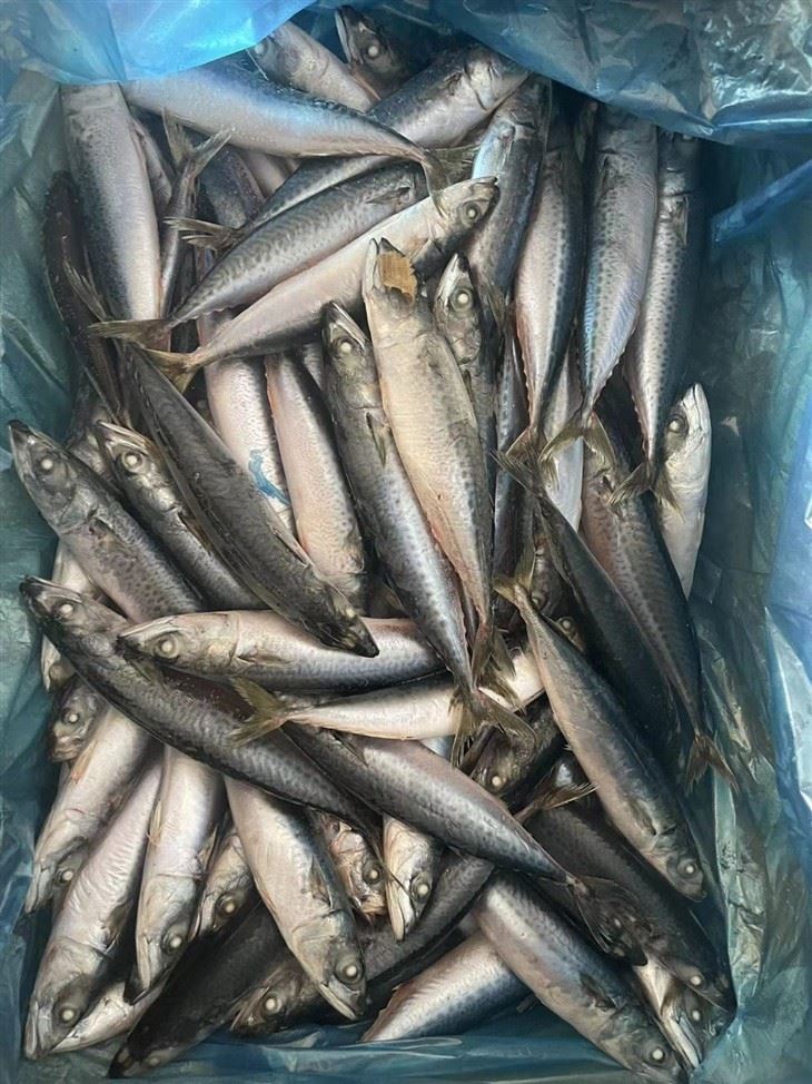BQF Whole Round Frozen Pacific Mackerel Fish