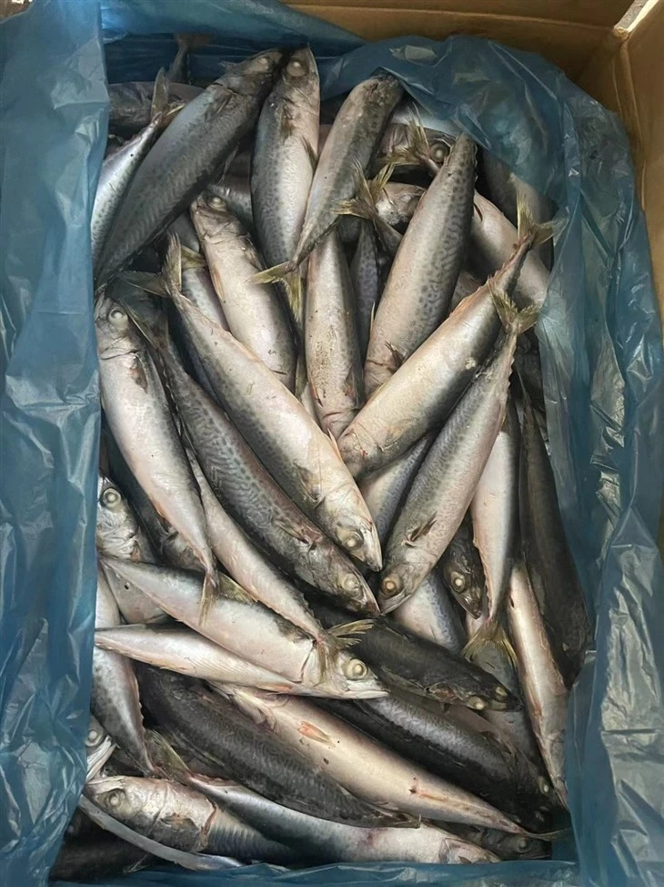 BQF Whole Round Frozen Pacific Mackerel Fish