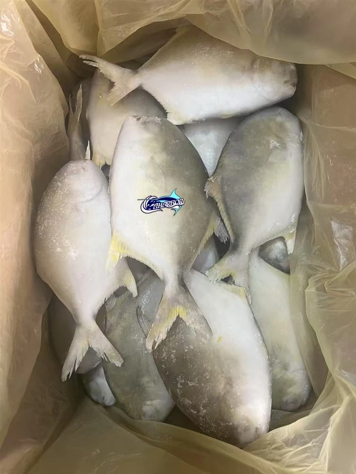 Farmed Ikan Bawal Emas factory