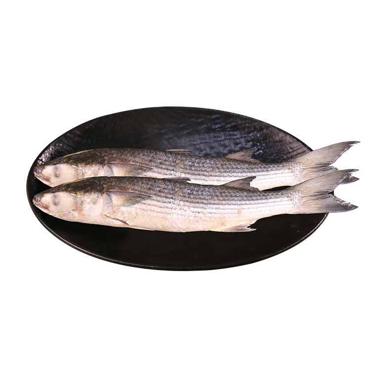 Mugil Cephalus Beku Hancur