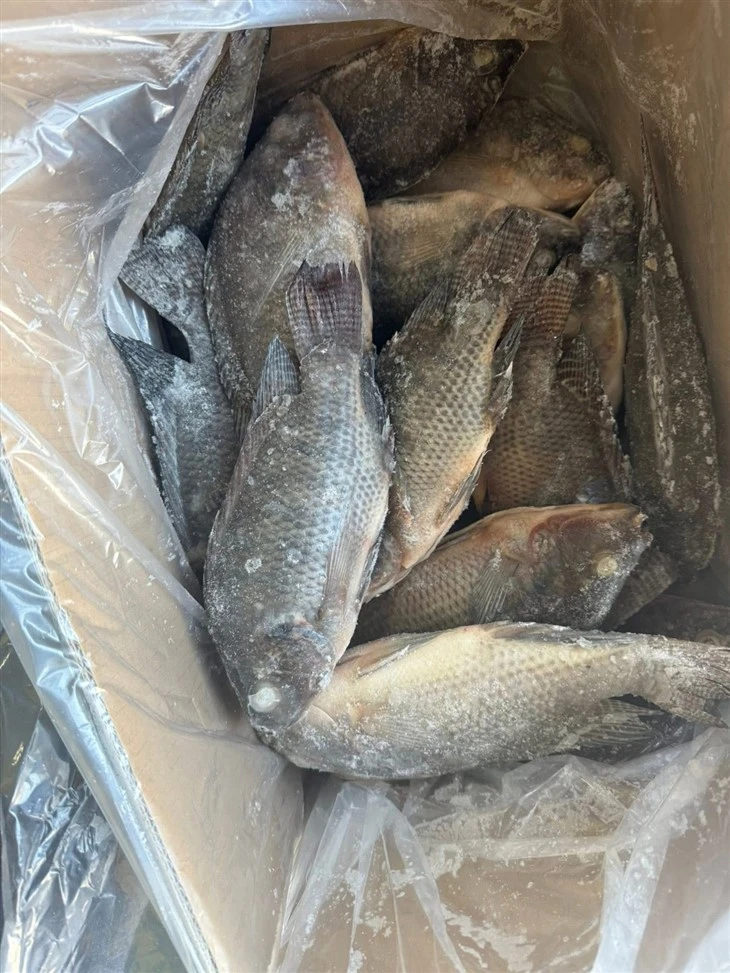 Frozen Bolti Fish suppliers