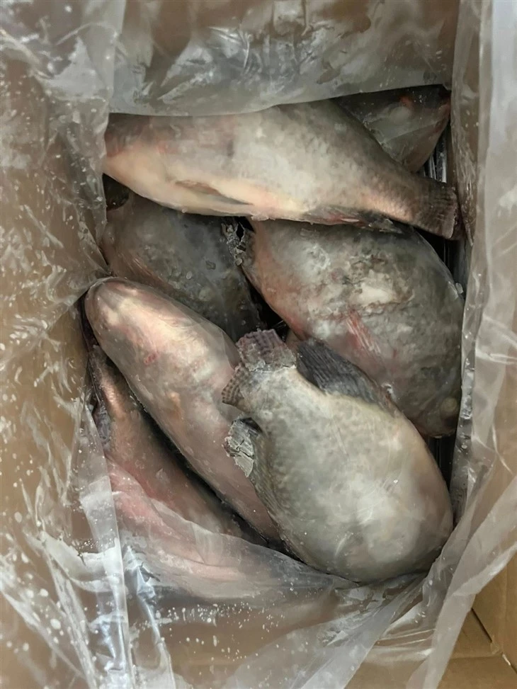 Frozen Bolti Fish high quality