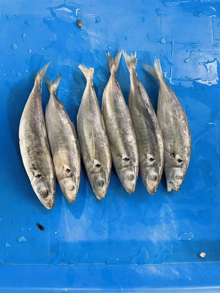 Frozen Galunggong Fish