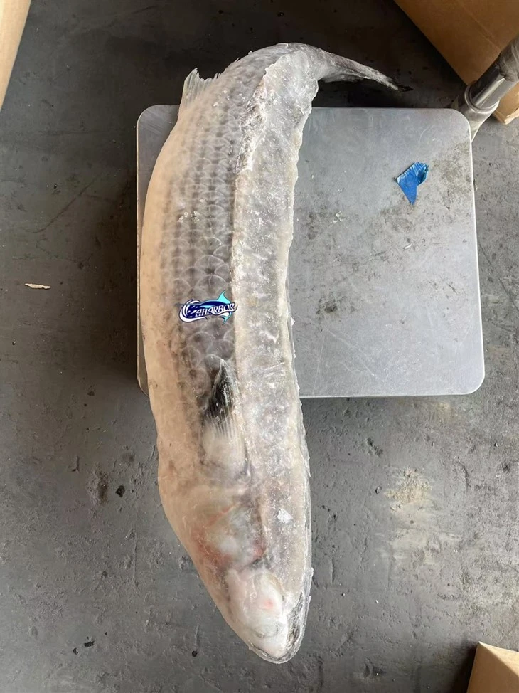 Frozen Mugil Cephalus Gutted best