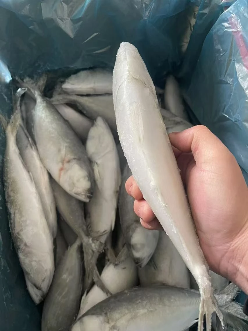 Frozen Round Scad Mackerel