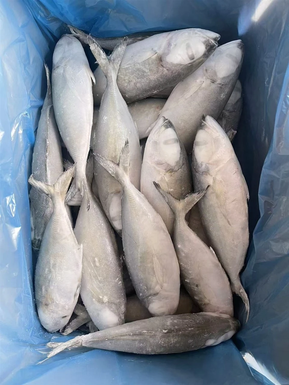 Frozen Round Scad Mackerel