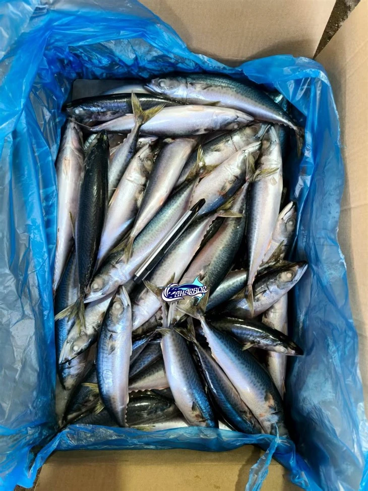 Frozen Scomber Japonicus Fish high quality