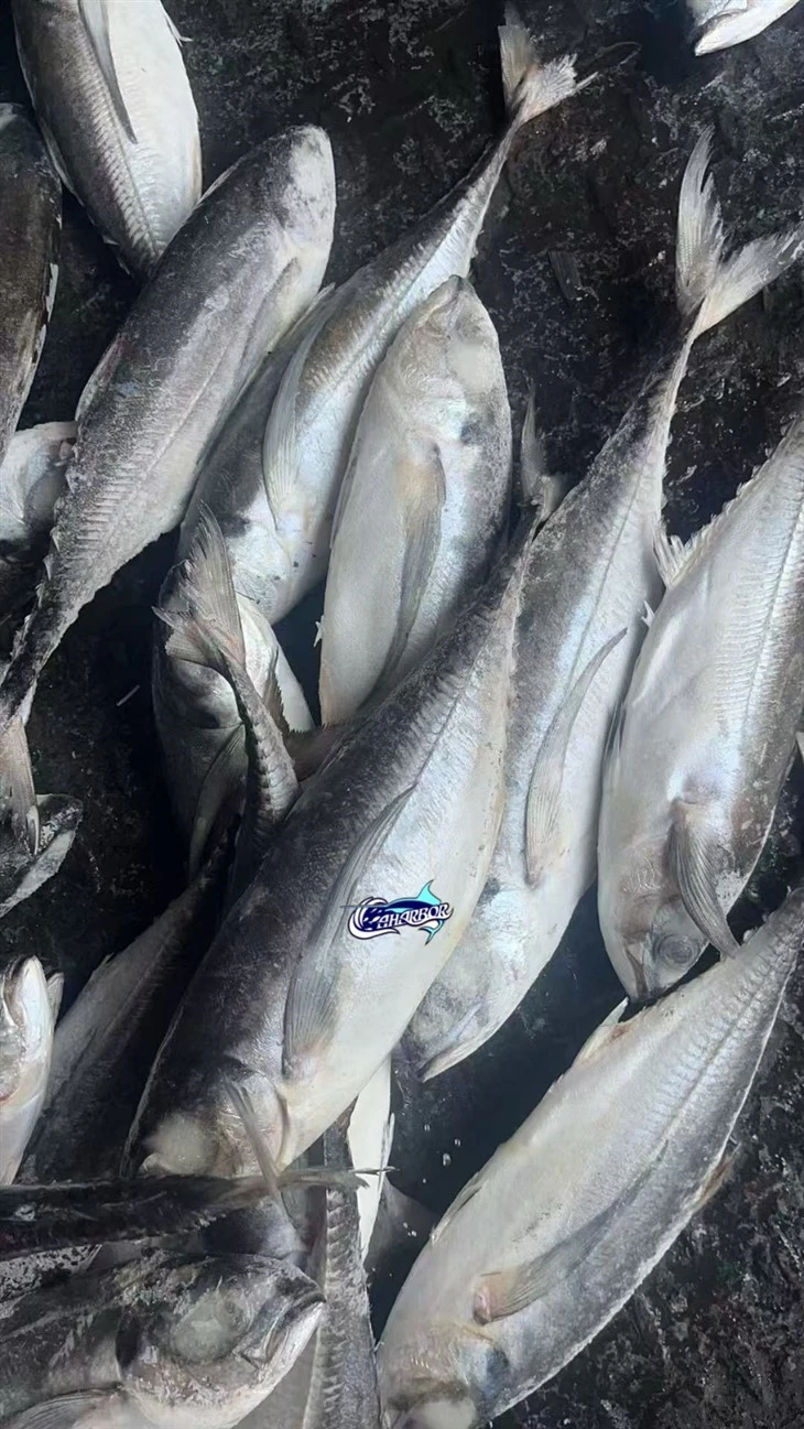 Frozen Torpedo Scad