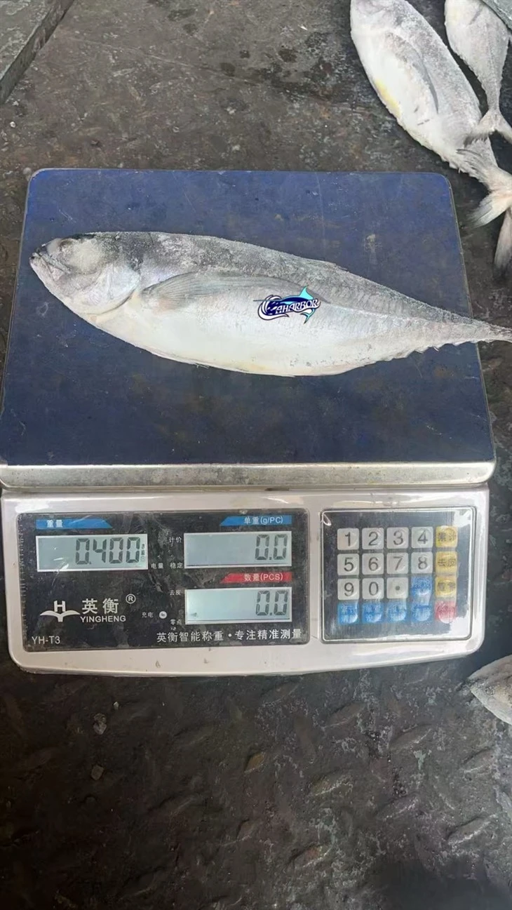 Frozen Torpedo Scad