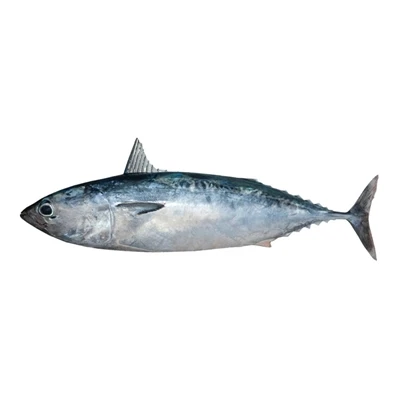 Tuna Peluru