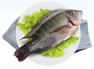 Tilapia Care