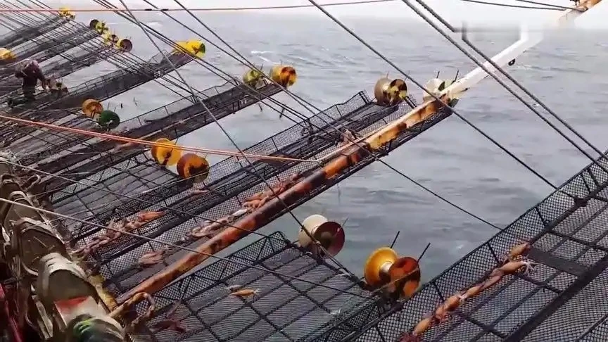 squid squid