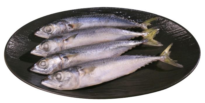 pacific mackerel pacific mackerel