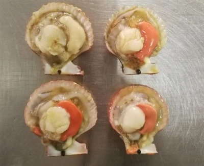 Setengah kerang farreri