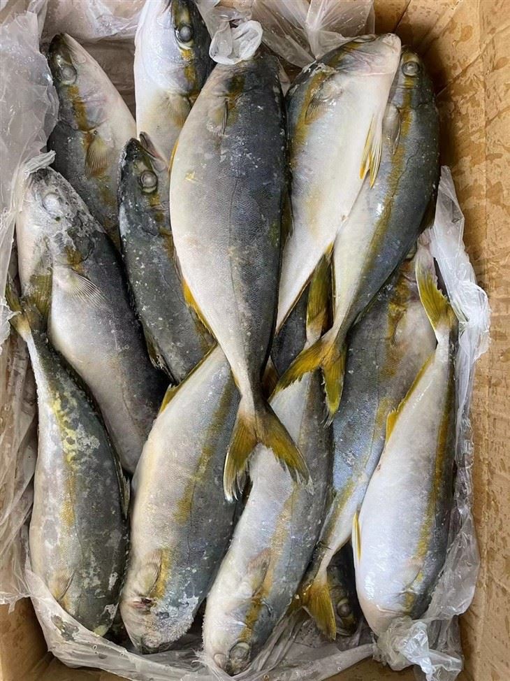 The Health Benefits Of Frozen Yellow Tail Fish